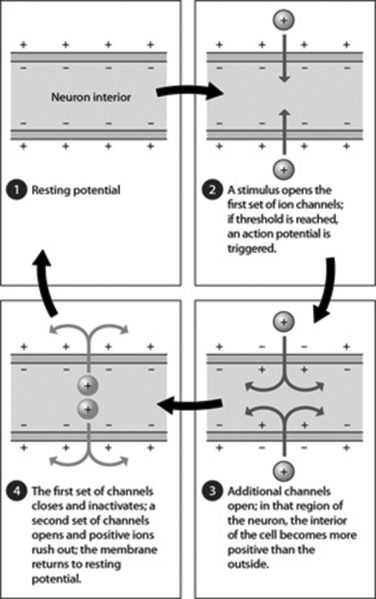 In the figure, in which step is threshold reached if the stimulus is strong enough and a sufficient number of channels open?   A) Step 1 B) Step 2 C) Step 3 D) Step 4