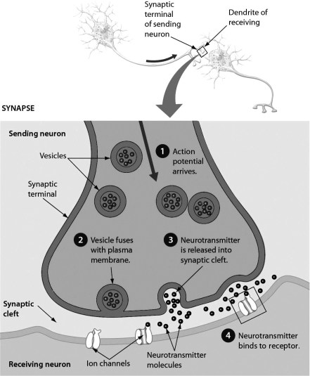 Examine the synaptic cleft presented in the figure. What occurs after step 4?   A) Ion channels open and triggers or inhibits a new action potential on the receiving neuron. B) The membrane returns to resting potential. C) The vesicle detaches from the plasma membrane.
