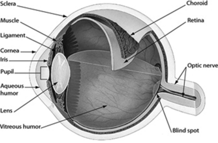 The figure shows the human eye. Which part of the eye gives the eye its color?   A) sclera B) iris C) pupil D) retina