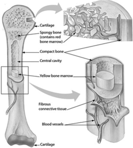 The figure shows the structure of the humerus, a bone found in your upper arm. Which part of a bone contains stores fat?   A) red bone marrow B) cartilage C) spongy bone D) yellow bone marrow