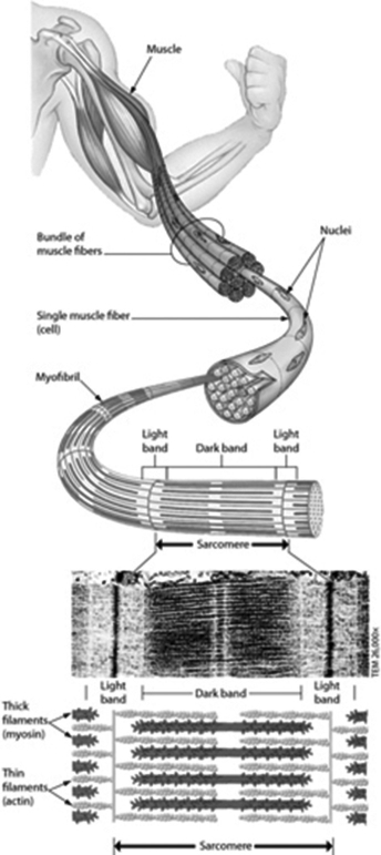 Examine the structure of a muscle cell in the figure. Which statement about muscle structure is TRUE?   A) Each muscle cell has one nucleus. B) Each myofibril consists of many muscle cells. C) Each muscle cell has one sarcomere. D) A sarcomere contains thick and thin filaments.