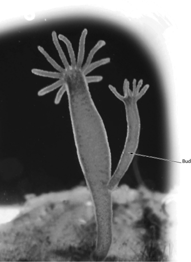 The animal in the accompanying figure illustrates ________.   A) fission B) regeneration C) asexual reproduction D) growth of male reproductive structures