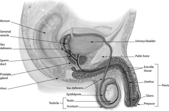   -The figure shows male reproductive anatomy. In a human male reproductive system, ________. A) sperm mature in the urethra B) the vas deferens conducts sperm between the testis and epididymis C) the sperm travel through the sperm duct before reaching the urethra during ejaculation D) sperm mature in the prostate gland