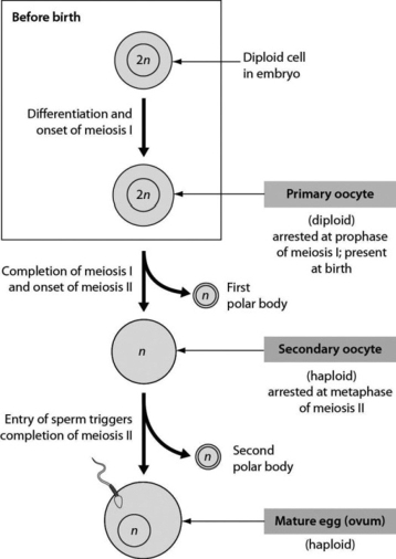 The Figure Shows Oogenesis | Biology+