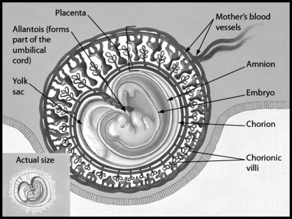 The figure shows a human embryo 31 days after conception. Which structure is part of the placenta?   A) embryo B) chorion C) amnion D) yolk sac