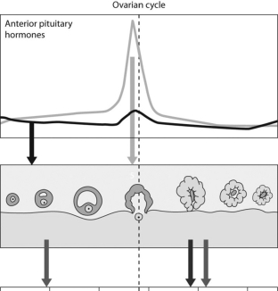   -What does the ovarian cycle image illustrate? A) A rise in the level of luteinizing hormone brings about ovulation. B) A rise in the level of estrogen brings about ovulation. C) The endometrium is thinner during the first half of the cycle than during the latter half. D) A corpus luteum is necessary for ovulation.