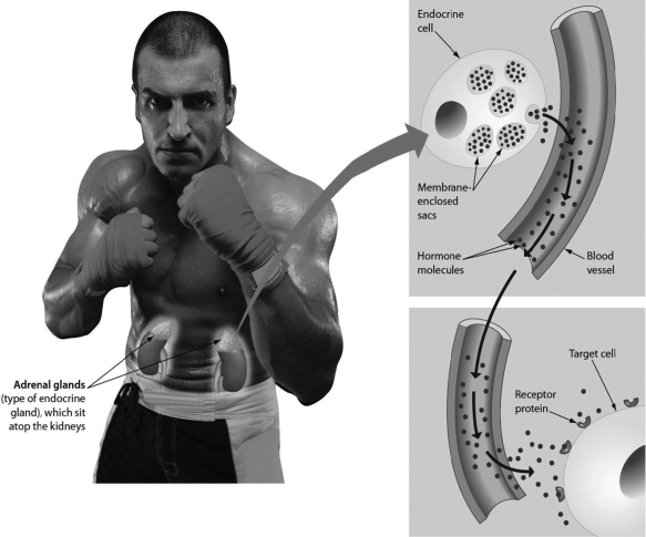 Please refer to the following art to answer the following questions.   -What is special about the target cells that allows them to respond to the hormone? Only the target cells ________. A) are close enough to the blood vessels to respond B) touch the blood vessels C) have specific receptors to the hormone D) located in organs next to the kidneys can respond