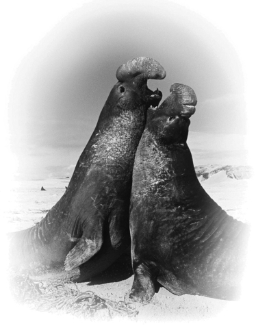 Examine the figure below. The behavior exhibited by these elephant seals is promoted by ________.   A) growth hormone, which has brought about full body size B) testosterone, which has brought about sexual maturity C) antagonistic hormones, which cause aggression