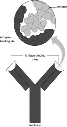The figure shows a Y-shaped antibody molecule. How many protein chains are found in an antibody?   A) one B) two C) three D) four