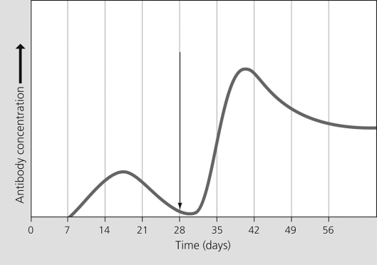The figure shows the concentration of antibodies for an antigen produced by Clostridium tetani, a bacterium that causes tetanus. What could trigger the increase in antibody production marked by the arrow?   A) a decrease in antigen concentration B) an increase in histamine production C) an initial exposure to Pseudomonas aeruginosa, a bacterium that causes pneumonia D) a second exposure to Clostridium tetani