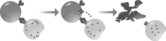 Examine the figure. Which process is this figure modeling? [Art: from Figure 24.10 - please remove all text labels and arrows (except for the large blue ones]   A) a mast cell releasing histamine after a person burned their finger B) a cytotoxic T cell killing an infected skin cell C) a B cell producing antibodies against the cold virus D) an allergic response after exposure to peanut dust