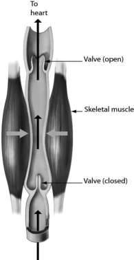 Please refer to the following art to answer the following questions.   -The one-way flow of blood in veins is maintained by ________. A) blood pressure B) muscles pressing against the veins C) their thick walls D) valves