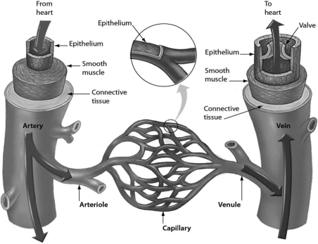Examine the structure of blood vessels in the figure. Which vessel has the structure best suited to chemical exchange between the blood and tissues?   A) venule B) capillary C) arteriole D) artery