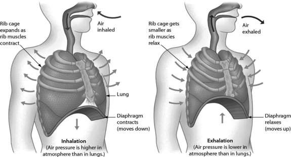 Examine the figure shown. During breathing in humans, ________.   A) the diaphragm moves downward and the rib muscles contract, increasing the size of the chest cavity and decreasing the air pressure within the chest cavity B) the nasal cavities expand and the diaphragm relaxes C) the diaphragm and rib muscles contract, decreasing the size of the chest cavity and increasing the pressure within the chest cavity D) the diaphragm moves downward and the rib muscles relax, increasing the size of the chest cavity and decreasing the air pressure within the chest cavity