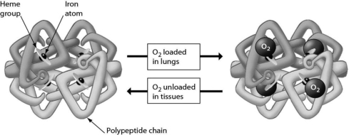 The figure below is of an important molecule for oxygen transport. This figure shows that ________.   A) hemoglobin can bind to either oxygen or carbon dioxide B) a hemoglobin molecule can bind up to four molecules of oxygen C) a red blood cell contains four hemoglobin molecules D) each iron atom can bind four oxygen molecules