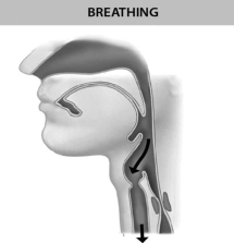 The figure below shows that ________.   A) peristalsis moves food down the esophagus B) air cannot get into the trachea when the epiglottis closes the trachea C) the trachea is open when you are not swallowing D) the esophagus is open when you are breathing
