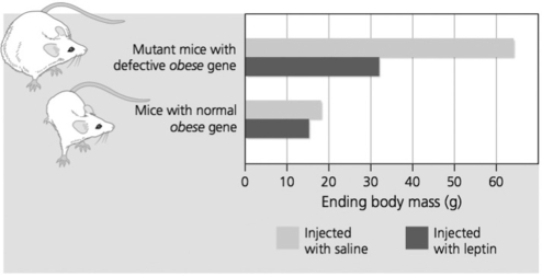 The data below are from an experiment that tested the effect of leptin on mice with a normal obese gene and mice with a defective obese gene. Assume that the experiment began with a group of mutant mice that were all the same mass, and a group of normal mice of the same mass.   -What conclusion is supported by the data? A) Obesity can be caused by a defective obese gene. B) Saline causes mice to lose weight. C) A normal obese gene does not produce leptin. D) Leptin does not affect a mouse's weight.