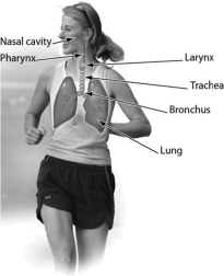 One function of this organ system is ________.   A) thermoregulation B) excretion C) exchange of gases between the blood and air D) transport of substances throughout the body