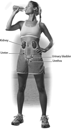 One function of this organ system is ________.   A) excretion of urea B) production of gametes C) protection of the body D) thermoregulation