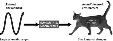 The figure below shows that ________.   A) homeostatic mechanisms allow cats to sense their external environments B) homeostatic mechanisms allow cats to use their internal conditions to affect their external environments C) cats experience no variations in their internal conditions D) homeostatic mechanisms allow cats to maintain relatively constant internal conditions even when the external environment changes