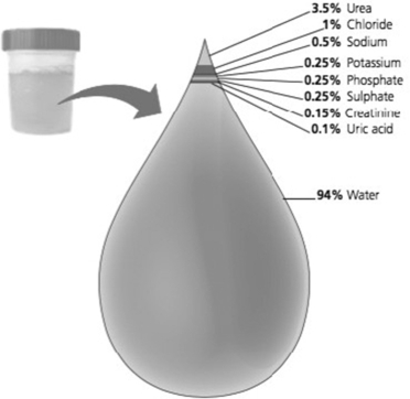   -How did the solutes of urine, shown in this schematic, become part of urine? A) filtration and secretion B) reabsorption C) excretion D) osmosis