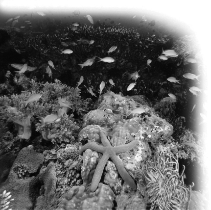  -In the ecosystem shown, a toxin that accumulates in body tissues would have the largest effect on ________. A) corals that obtain their food from photosynthesizing dinoflagellates B) herbivorous shrimp C) fish that eat shrimp and other invertebrates D) The toxin would affect all of these equally.