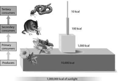 If there were an additional trophic level in this figure that consisted of organisms that prey on snakes, about how much energy would be available to organisms at that trophic level?   A) 100 kcal B) 90% C) 1 kcal D) 10 kcal