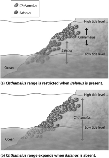   -Examine the figure. What is the interaction between Chthalamus and Balanus? A) interspecific competition B) commensalism C) mutualism D) herbivory