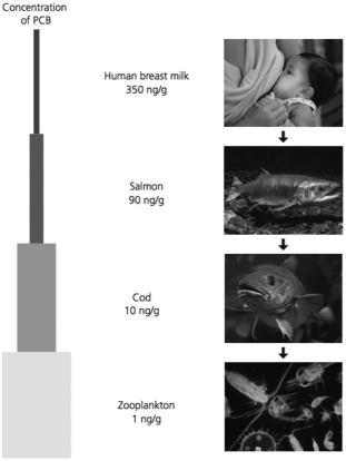   -Examine the figure. Which statement correctly compares the biomass of different trophic levels to the concentrations of PCB contained in each level. A) Only some of the biomass from one level moves to the consumer, whereas PCBs become more concentrated with each trophic transfer. B) Higher trophic levels have more total biomass and higher concentrations of PCBs than lower trophic levels. C) Biomass increases with each trophic transfer, while PCBs become less concentrated.
