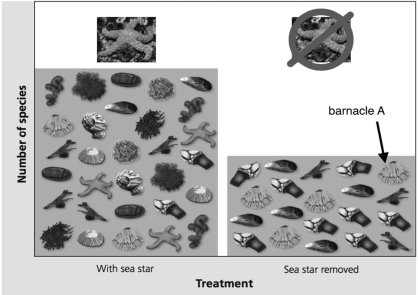   -The figure shows the results of an experiment where sea stars were removed from communities. What is the effect of sea stars on barnacle A? A) When sea stars are present, the relative abundance of barnacle A is lower compared to when sea stars are absent. B) When sea stars are present, the relative abundance of barnacle A is higher compared to when sea stars are absent. C) When sea stars are present, the species richness of barnacle A is lower compared to when sea stars are absent. D) When sea stars are present, the species richness of barnacle A is higher compared to when sea stars are absent.