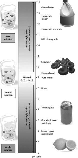 Examine the pH scale below. How does grapefruit juice compare to lemon juice?   A) Grapefruit juice has 100 times higher H<sup>+ </sup>concentration than lemon juice. B) Lemon juice has 10 times higher H<sup>+</sup> concentration than grapefruit juice. C) Lemon juice has 100 times higher H<sup>+</sup> concentration than grapefruit juice. D) Grapefruit juice has 10 times higher H<sup>+</sup> concentration than lemon juice.