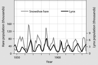 The figure shows population cycles of snowshoe hare and lynx. Recent field studies suggest that the most likely explanation for these cycles is ________.   A) periodic winter storms B) excessive predation of snowshoe hares C) environmental disturbances including fire D) usually hot and dry summers