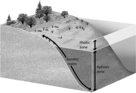 The figure shows regions of an ocean. In what region do phytoplankton live?   A) aphotic zone B) benthic realm C) photic zone