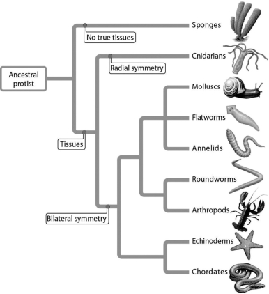   -The phylogenetic tree indicates that annelids are most closely related to ________. A) chordates B) arthropods C) molluscs D) echinoderms