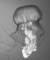What type of symmetry does this organism exhibit?   A) asymmetrical B) radial C) bilateral