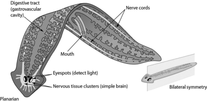 The figure shows a simple worm. Bilateral symmetry and a highly branched gastrovascular cavity all suggest that the worm is a(n) ________.   A) annelid B) mollusk C) chordate D) flatworm
