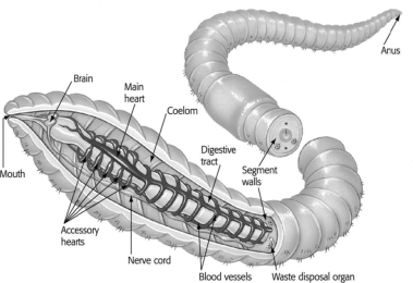 In the image, the segmented body of the worm suggests that it is a(n) ________.   A) annelid B) arthropod C) snake D) roundworm