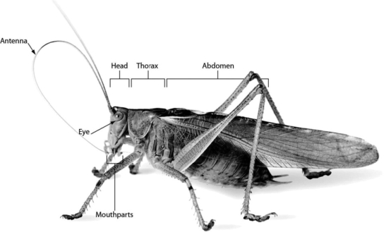 Insects, such as the grasshopper in the image, have ________.   A) eight legs B) a two-part body: head and abdomen C) a three-part body: head, thorax, and abdomen D) no wings