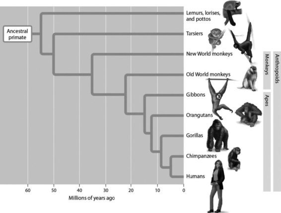 -The Evolutionary Tree Indicates That Humans and Orangutans Shared a ...