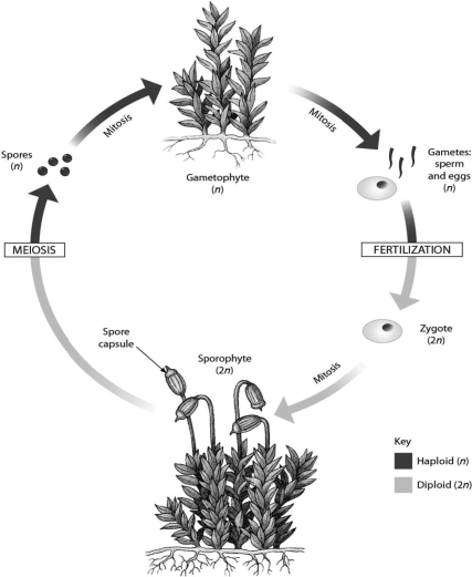This diagram shows what process?   A) origin of plants from green algae B) alternation of generations C) angiosperm life cycle D) gymnosperm life cycle