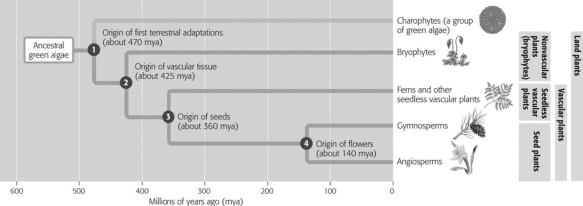 If seed production had never evolved, which organisms would be missing in today's landscape?   A) bryophytes and ferns only B) ferns and gymnosperms only C) gymnosperms and angiosperms only D) angiosperms and bryophytes only