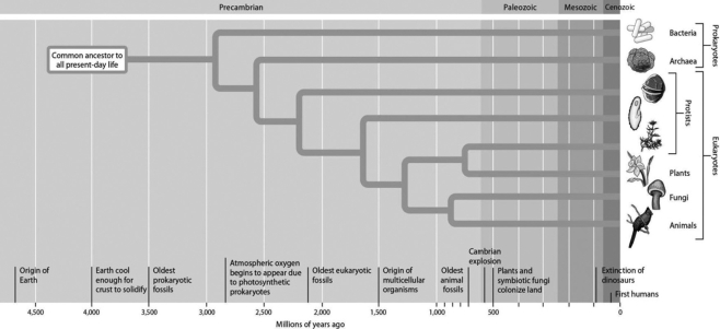 According to this evolutionary tree, the archaea and eukaryotes last shared a common ancestor ________.   A) 1.0 billion years ago B) 1.75 billion years ago C) 2.5 billion years ago D) 3.5 billion years ago