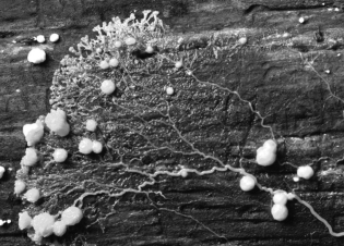 What kind of protist is shown in the figure?   A) ciliate B) plasmodial slime mold C) flagellate D) foram