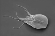   In the associated image, the aquatic organism moves using flagella. It is parasitic and can colonize and reproduce in the human intestine. What type of organism could this be? A) a protozoan B) a slime mold C) phytoplankton D) seaweed