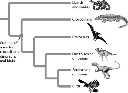 Examine the accompanying figure. According to the figure, cladistic analysis indicates that crocodiles are more closely related to ________ than to ________.   A) bird;. pterosaurs B) snakes; birds C) Ornithischian dinosaur; pterosaurs D) birds; lizards