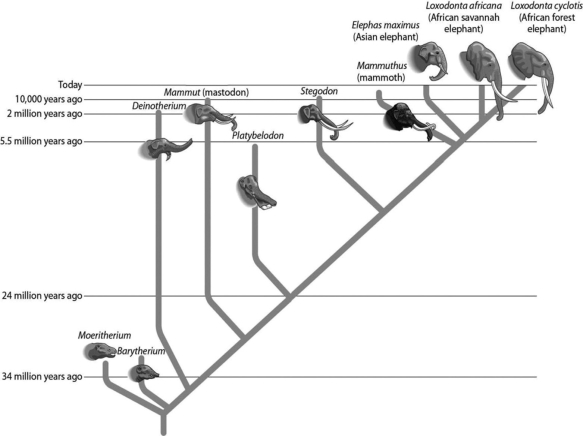 Examine the relationships between the elephants in the accompanying figure. Which pair is most closely related?   A) Deinotherium and Platybelodon B) Barytherium and Stegodon C) Loxodonta africana and Loxodonta cyclotis D) Mammut and Stegodon