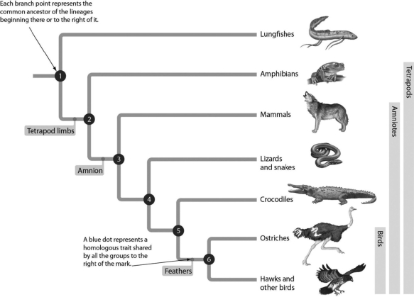 Examine the evolutionary tree below. This tree tells us that the amnion is found in ________.   A) lungfishes and amphibians B) amphibians only C) mammals, lizards, and snakes only D) mammals, lizards, snakes, crocodiles, and birds