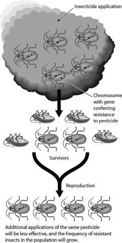 The accompanying figure shows what happens in insect populations when crops are sprayed with insecticides. This is an example of ________.   A) natural selection B) genetic drift C) founder effect D) gene flow