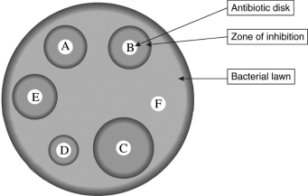Scenario In order to test the susceptibility of bacteria (if the bacteria are susceptible to being killed) to an antibiotic, a common laboratory test called the Bauer-Kirby Disk Diffusion test is used. First, a petri dish (a shallow, circular, transparent dish with a flat lid) is partially filled with nutrient-enriched agar (a gelatinous material) . The nutrients encourage growth of specific bacterial species. The agar is poured as liquid but then typically solidifies to a soft consistency. Once the agar is set, a  lawn  of bacteria is spread such that a thin layer covers the top of the agar. Antibiotics are then applied to the lawn in a small dose, often through small, saturated paper disks. The dish is typically incubated for 24-48 hours and then observed for susceptibility. If the antibiotic is effective, it will kill the bacteria and leave a clear area called the  zone of inhibition  due to inhibited bacterial growth. The area starts at the source of the antibiotic and radiates outward. Scientists measure the diameter of the zone and then compare it to an established  cutoff value  for a zone specific to antibiotic/organism combinations. A large zone of inhibition in comparison to the standard indicates susceptibility while a small or no zone indicates resistance. Consider the following image, and answer the questions that follow:   -What can you conclude about the susceptibility of the bacteria to the antibiotics? A) The bacteria are more susceptible to antibiotic A than antibiotic C. B) The bacteria are more susceptible to antibiotic D than antibiotic B. C) The bacteria are more susceptible to antibiotic C than antibiotic E. D) The bacteria are more susceptible to antibiotic D than antibiotic A.