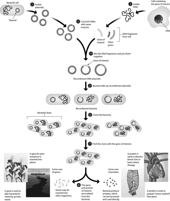 Recombinant DNA technology produces transgenic bacteria with a human gene that codes for a human protein. What problem could be associated with this process?   A) formation of a bacterium that cannot synthesize the product B) production of a human protein that does not function normally C) a bacterium with DNA that is resistant to restriction enzymes D) production of the mouse form of the protein instead of the human form